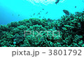 Damselfish Damselfish 3801792