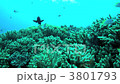 Damselfish Damselfish 3801793