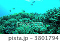 Damselfish Damselfish 3801794