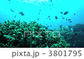 Damselfish Damselfish 3801795