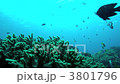 Damselfish Damselfish 3801796