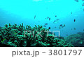 Damselfish Damselfish 3801797