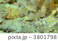 Red-faced red fish Red-faced red fish 3801798