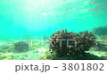 Shallow coral Shallow coral 3801802