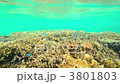 Shallow coral Shallow coral 3801803