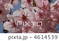 櫻桃樹 4614539