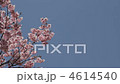櫻桃樹 4614540