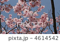 櫻桃樹 4614542