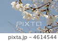 櫻桃樹 4614544