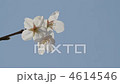櫻桃樹 4614546
