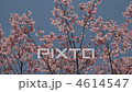 櫻桃樹 4614547