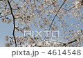櫻桃樹 4614548