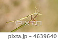 Walking stick insect 4639640