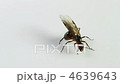 Winged ant 4639643