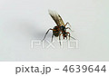 Winged ant 4639644