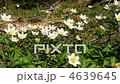 Anemone nemorosa flowers 4639645