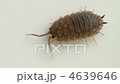 Woodlouse 4639646