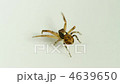 Xysticus audax spider 4639650