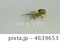 Zygiella atrica spider 4639653