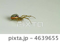 Zygiella atrica spider 4639655