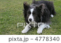 芝生の上のボーダーコリー 4778340