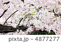 桜 4877277