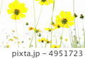 Flower fluctuating wind 4951723