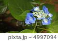 アジサイ 4997094