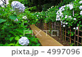 アジサイと小道 4997096