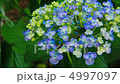アジサイ 4997097