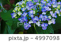 アジサイ 4997098