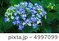 アジサイ 4997099
