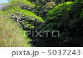 河辺の木 5037243