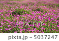 レンゲ畑 5037247