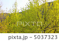 新緑のそよぎ 5037323