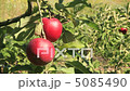 りんご 5085490