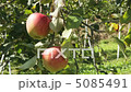 りんご 5085491