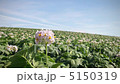 Potato flower fix 5150319