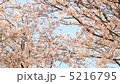 Moving shooting cherry blossoms in full bloom 5216795