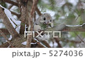 トドマツを食べるモモンガ（アップ） 5274036