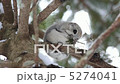 横向き　トドマツを食べるモモンガ（アップ） 5274041