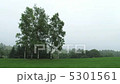 White birch of meadow 5301561