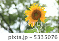 ヒマワリ 5335076