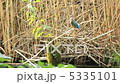 カワセミ 5335101