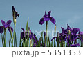 青空の菖蒲 5351353