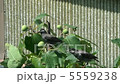 ムクドリの親鳥 5559238