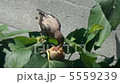 ムクドリの幼鳥 5559239