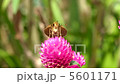 イチモンジセセリチョウ 5601171