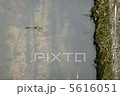 シオカラトンボの産卵 5616051