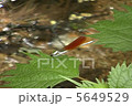 ニホンカワトンボ 5649529